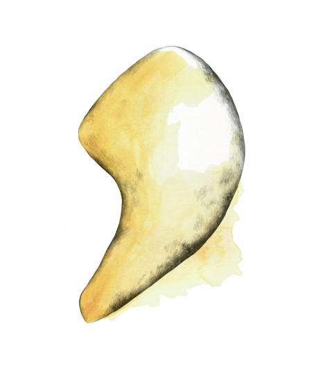 Prime & Express liver illustration