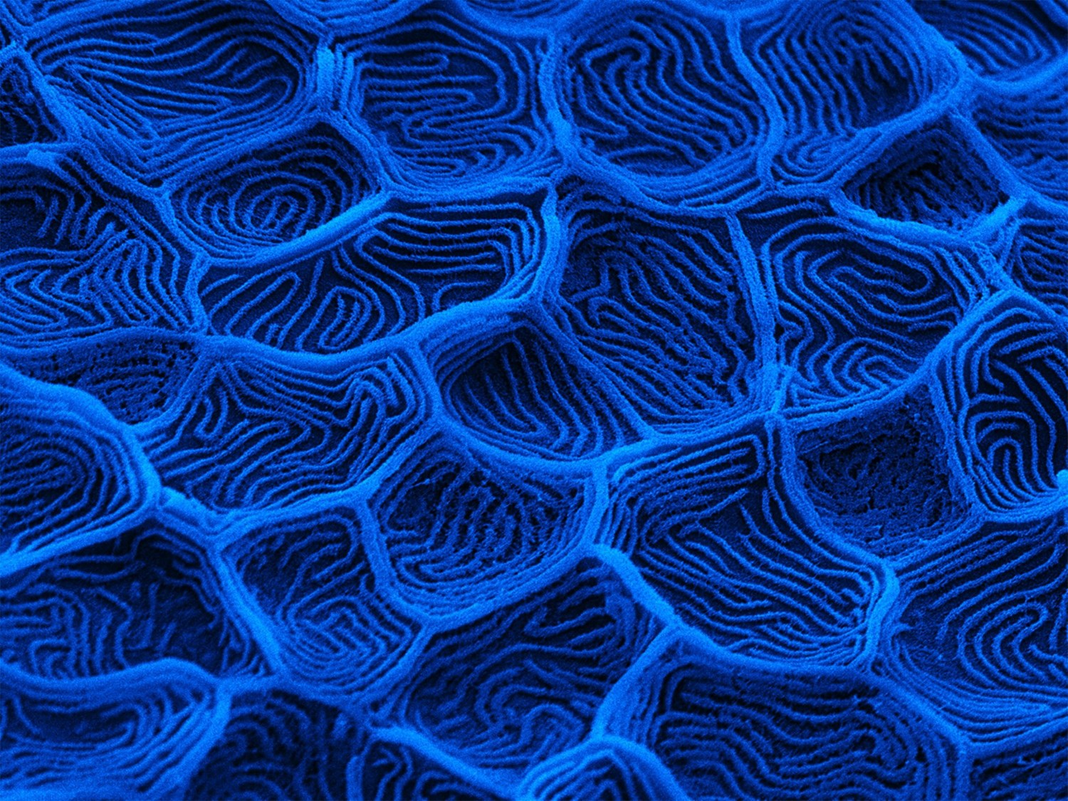 Microscopic image of fish skin, coloured dark blue