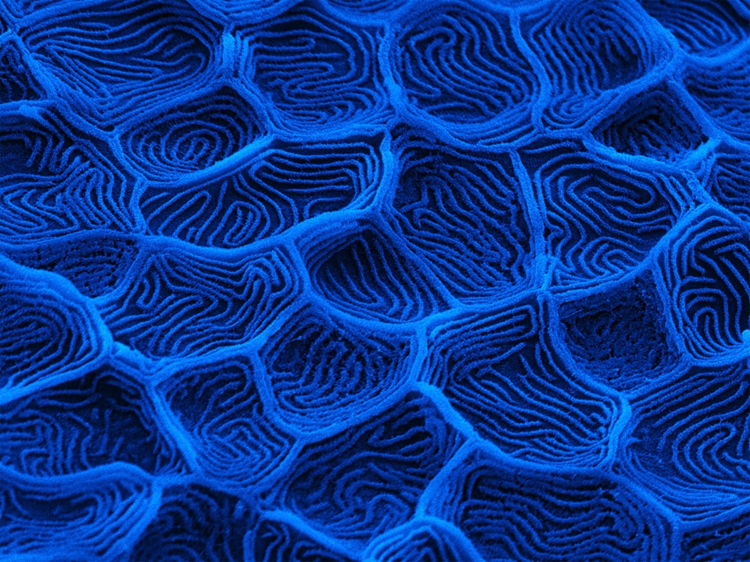Protec fish skin