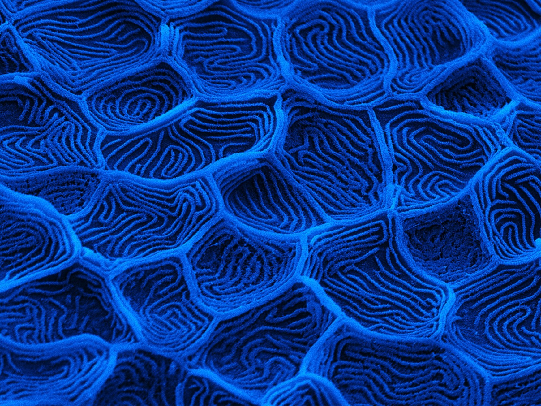 Protec fish skin