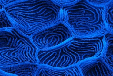 A macro microscopic image of fish skin