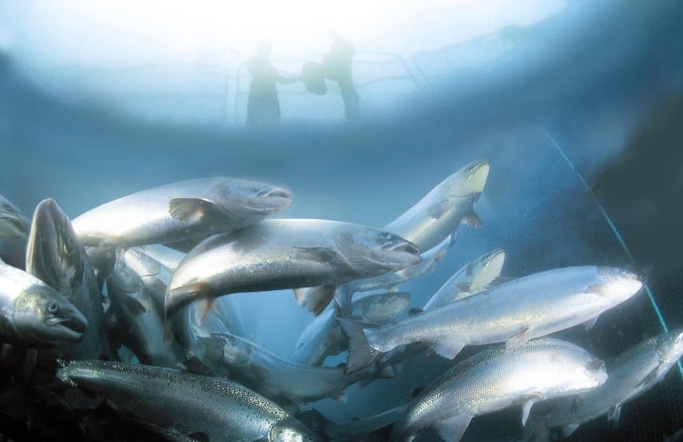 An underwater shot of salmon in a pen, looking up at people standing above the surface