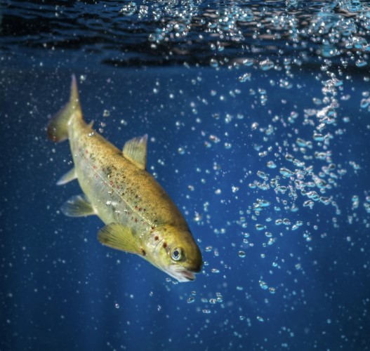 Salmon 