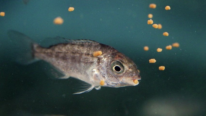 Sea bream feeding