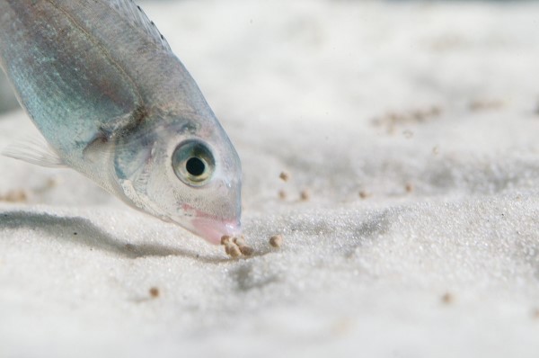 Sea bream juvenile 