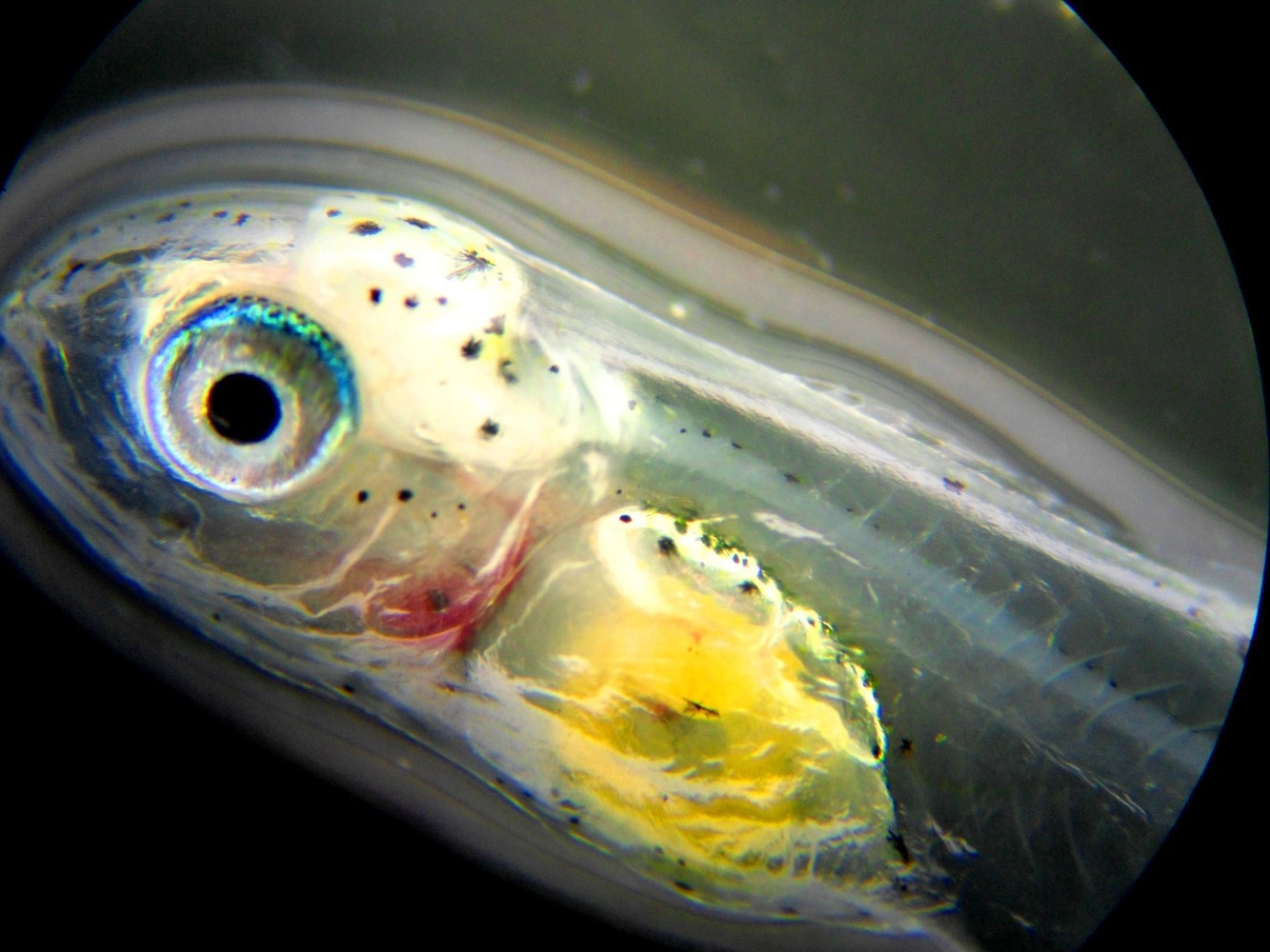 Sea bream larva 