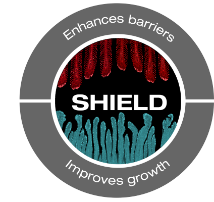 Shield – Dieta para mejorar la integridad de las branquias y el intestino de la dorada