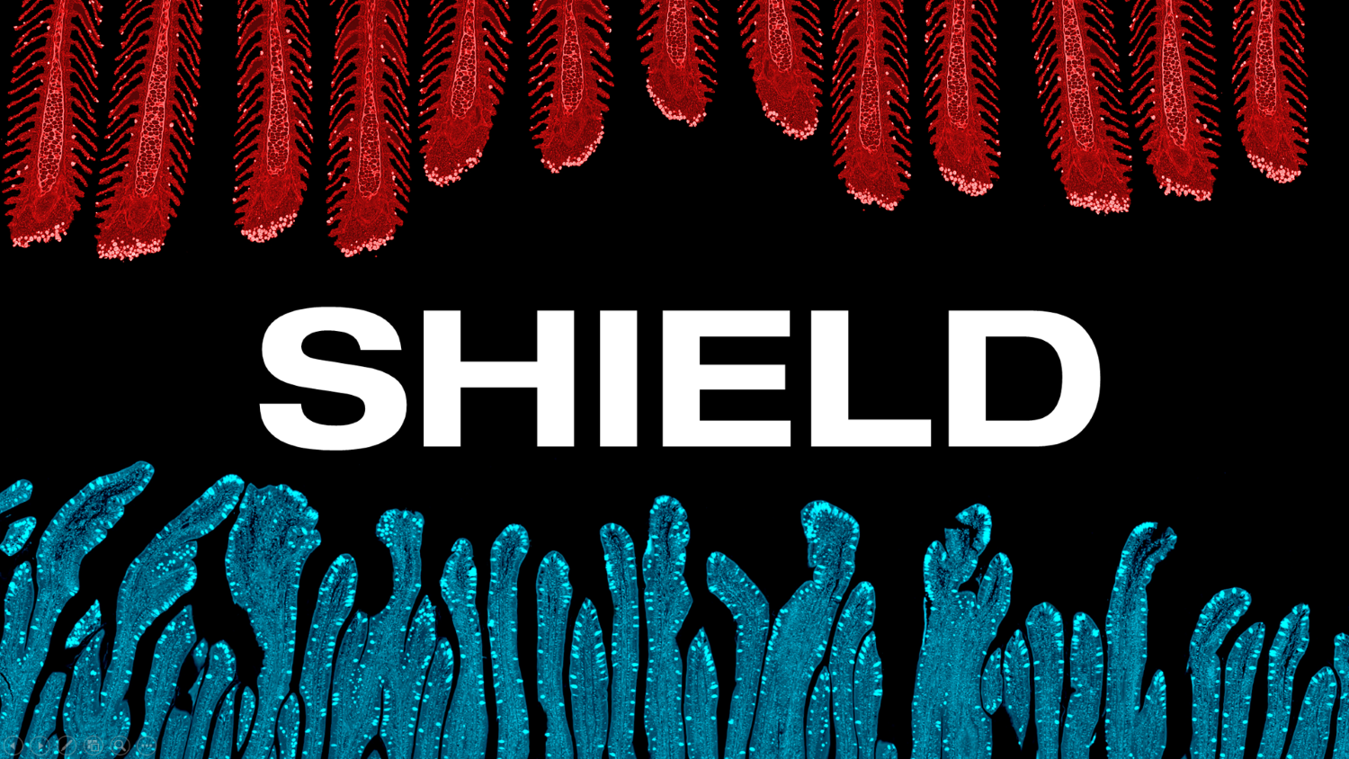 SHIELD graphic