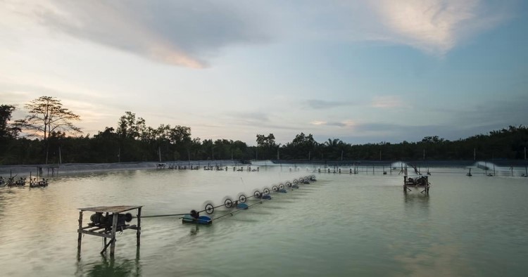 Shrimp farm 