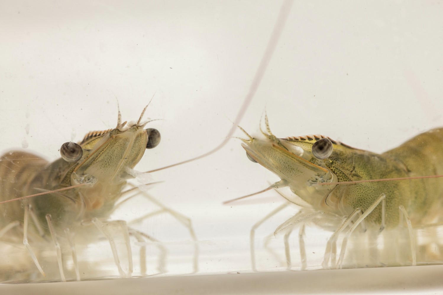 Shrimp