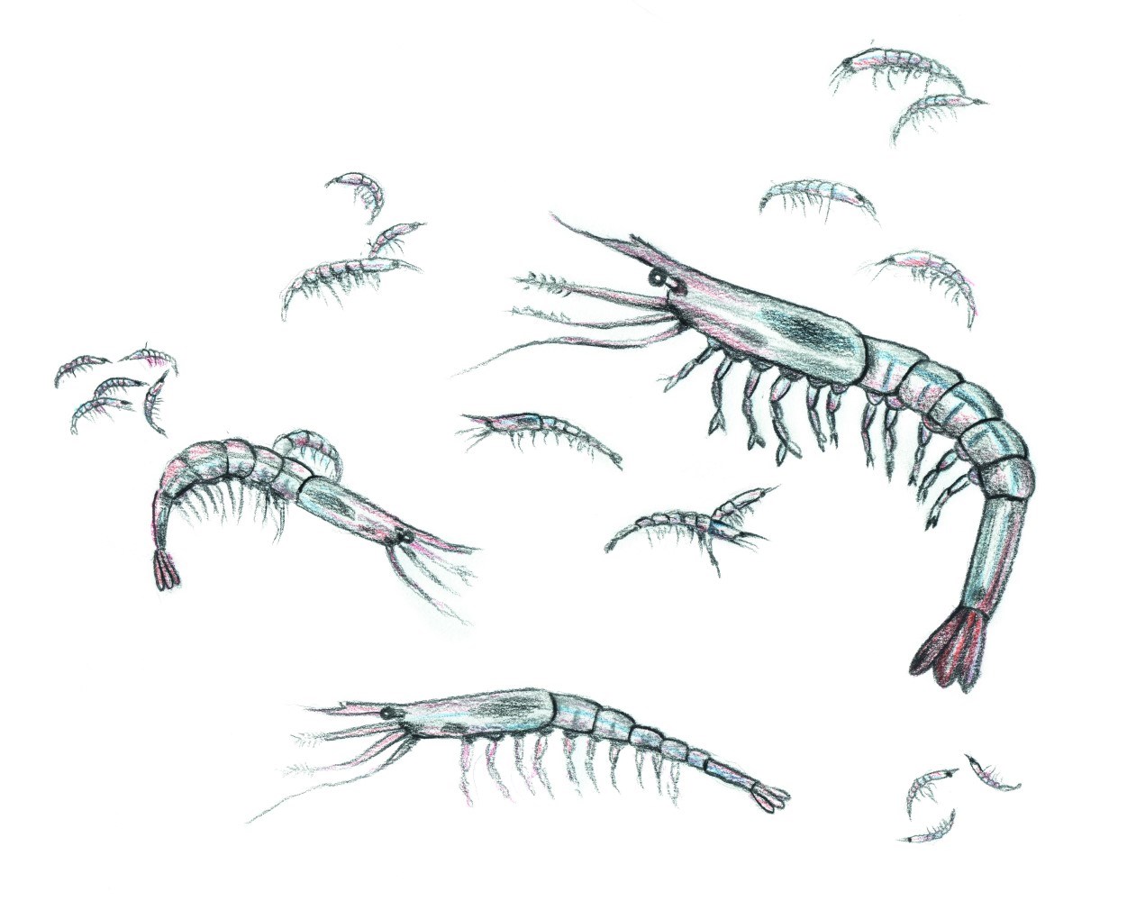 Shrimp illustration lifecycle