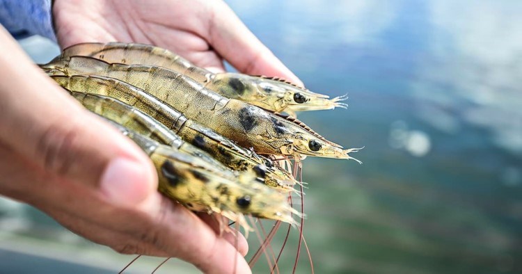 A photo of four shrimp being held in hands above water