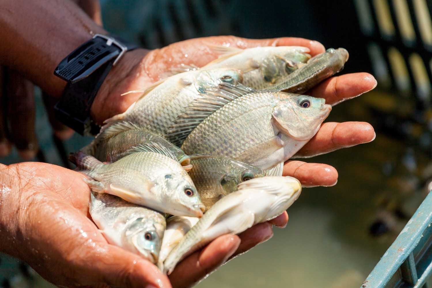 Tilapia in hands