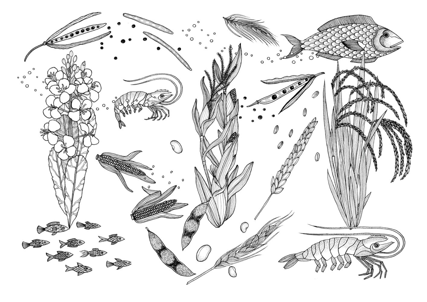 Tom Berry Ingredients illustration
