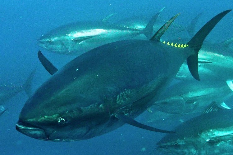 An underwater photo of tuna swimming