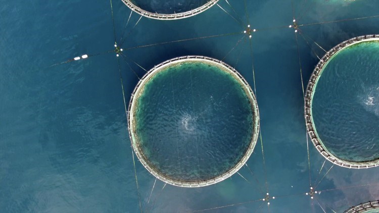 An aerial shot of a tuna farm in Japan