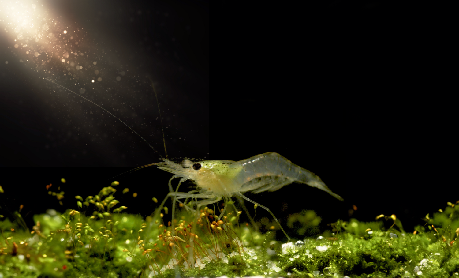Whiteleg shrimp underwater