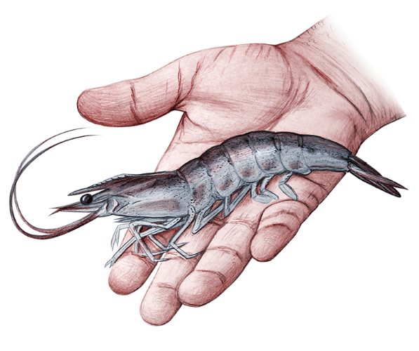 Optiline shrimp illustration