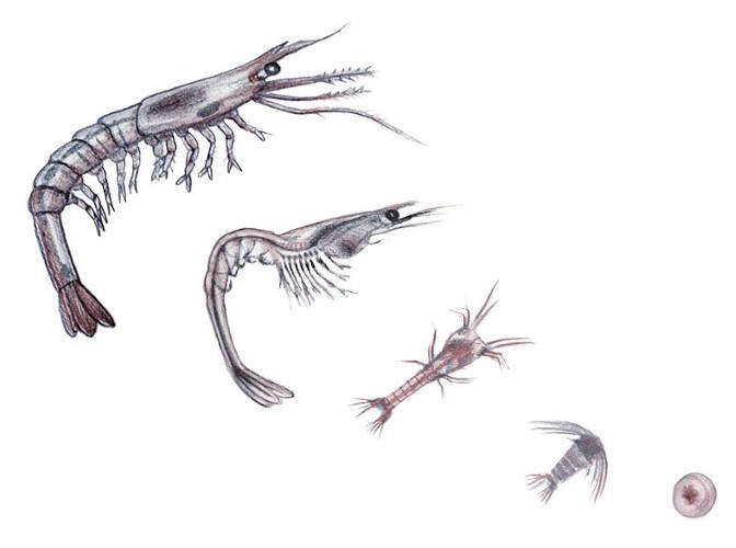 Shrimp lifestages illustration