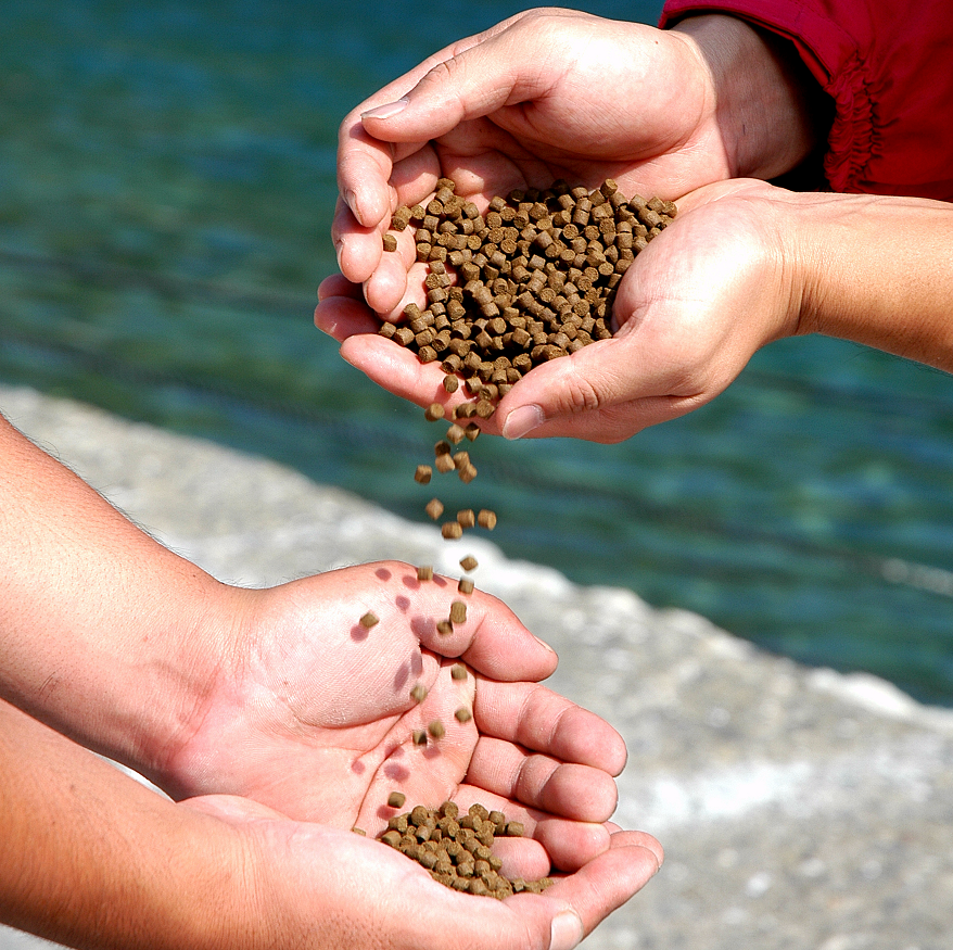 Feed in hands