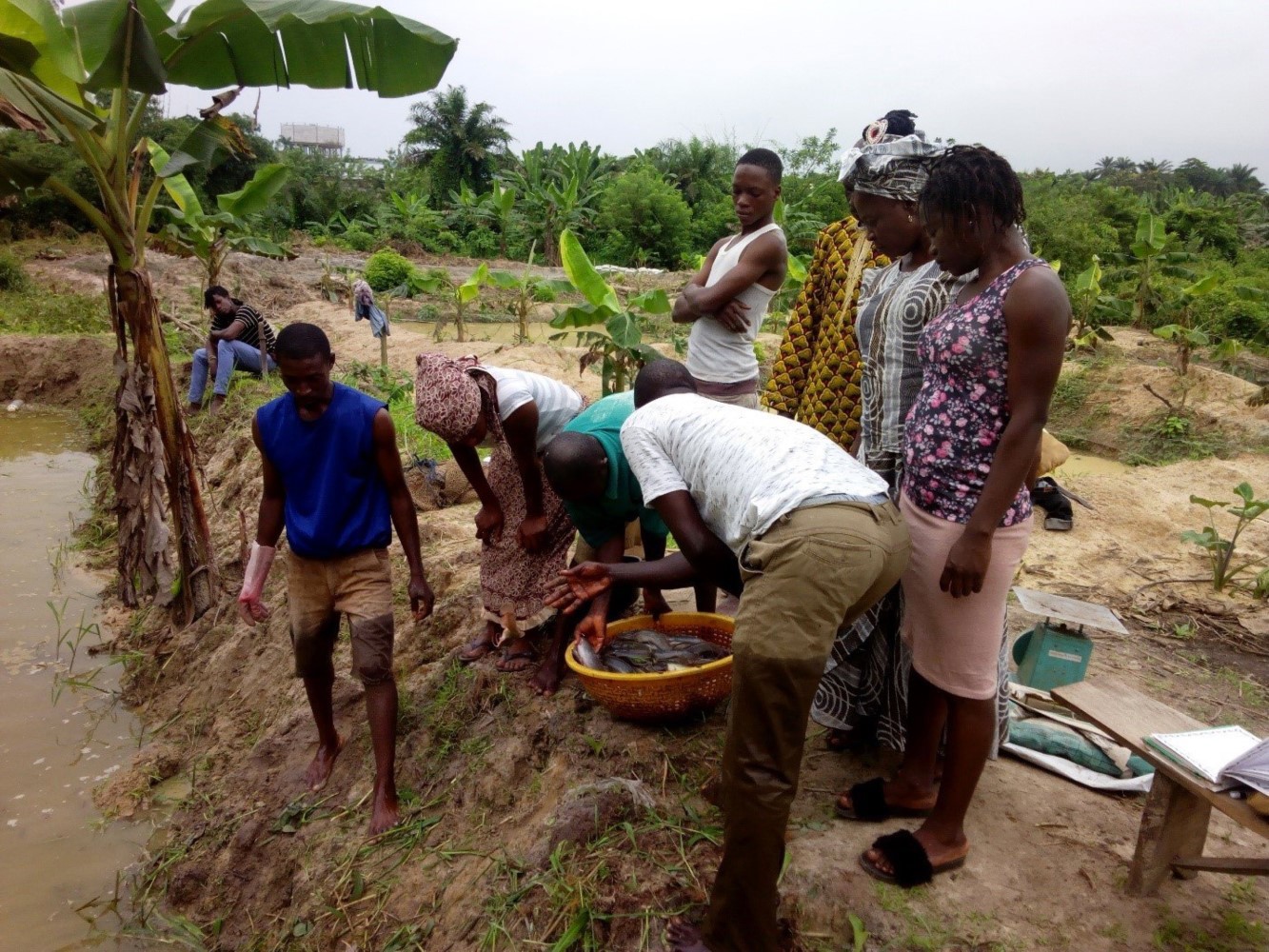 Nigeria catfish project