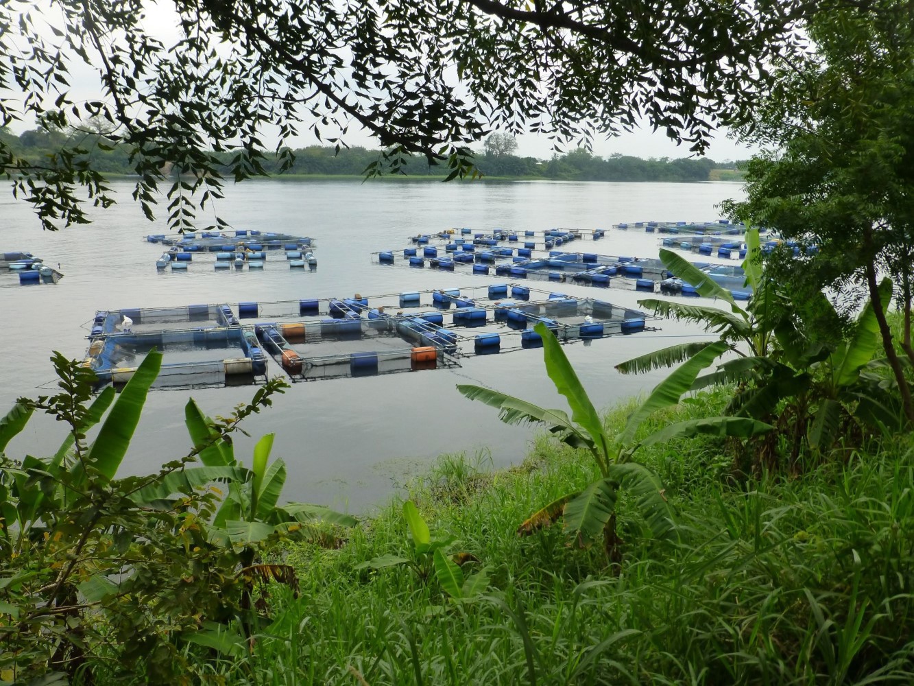 Nigeria fish farm