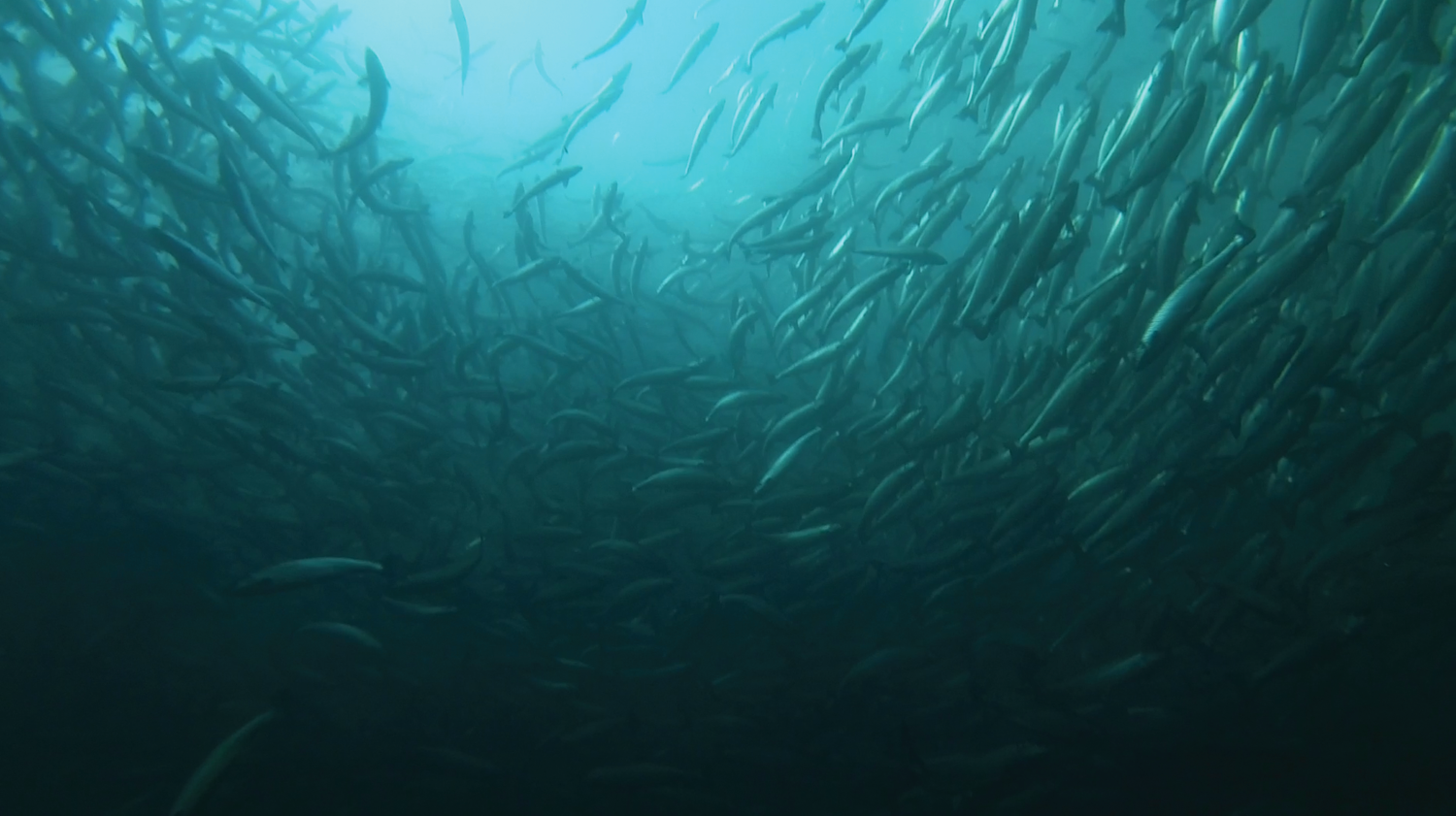 An underwater shot of salmon schooling
