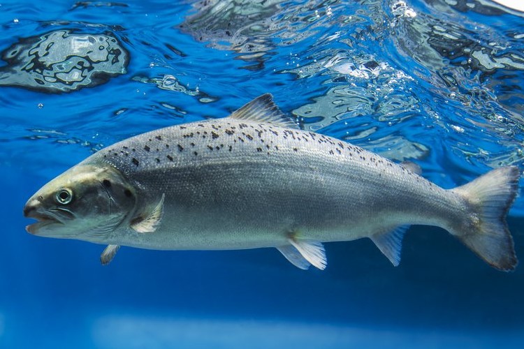 An underwater picture of a salmon swimming