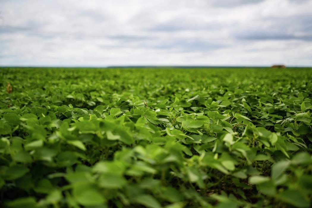 Soy field 