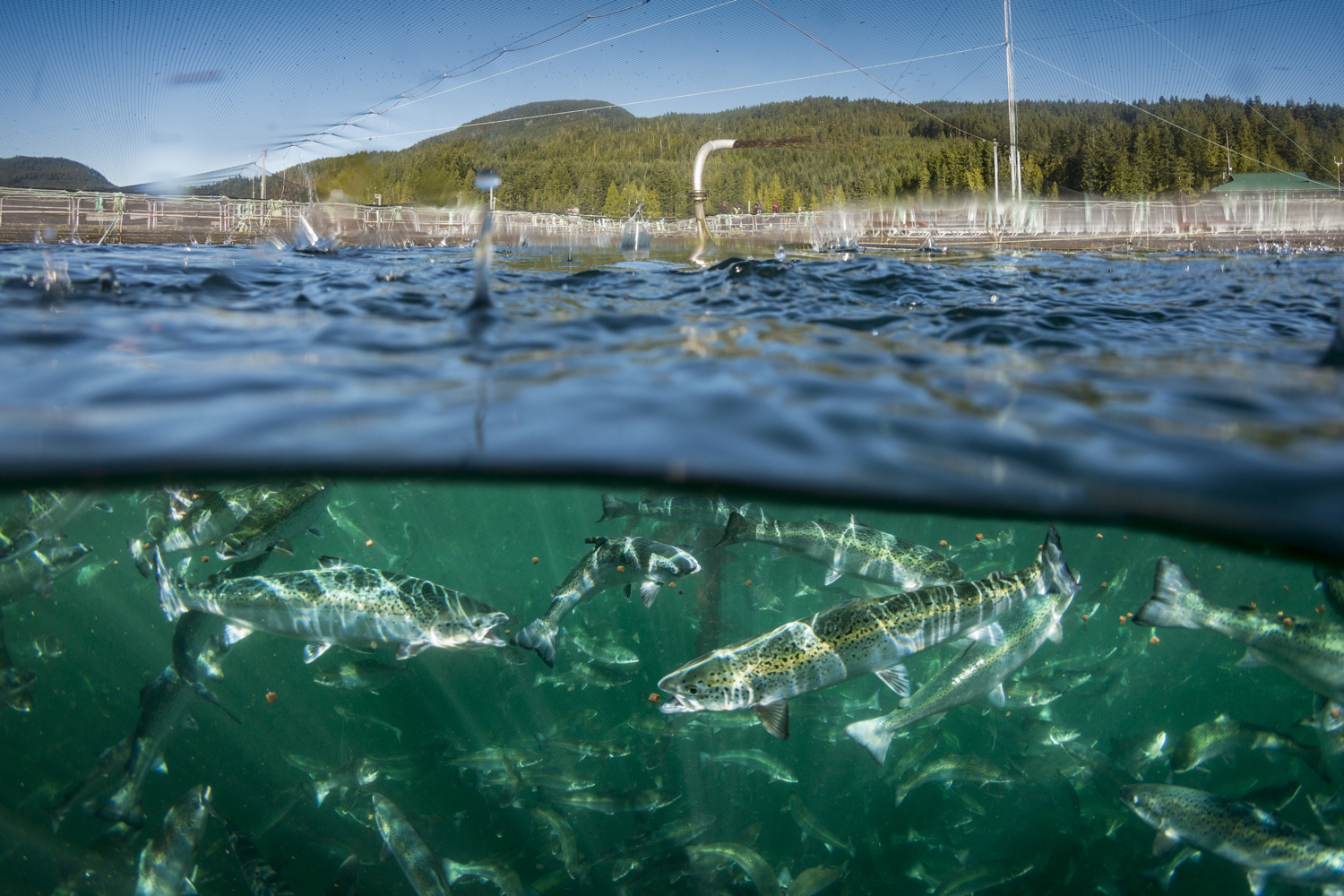 Fish farm