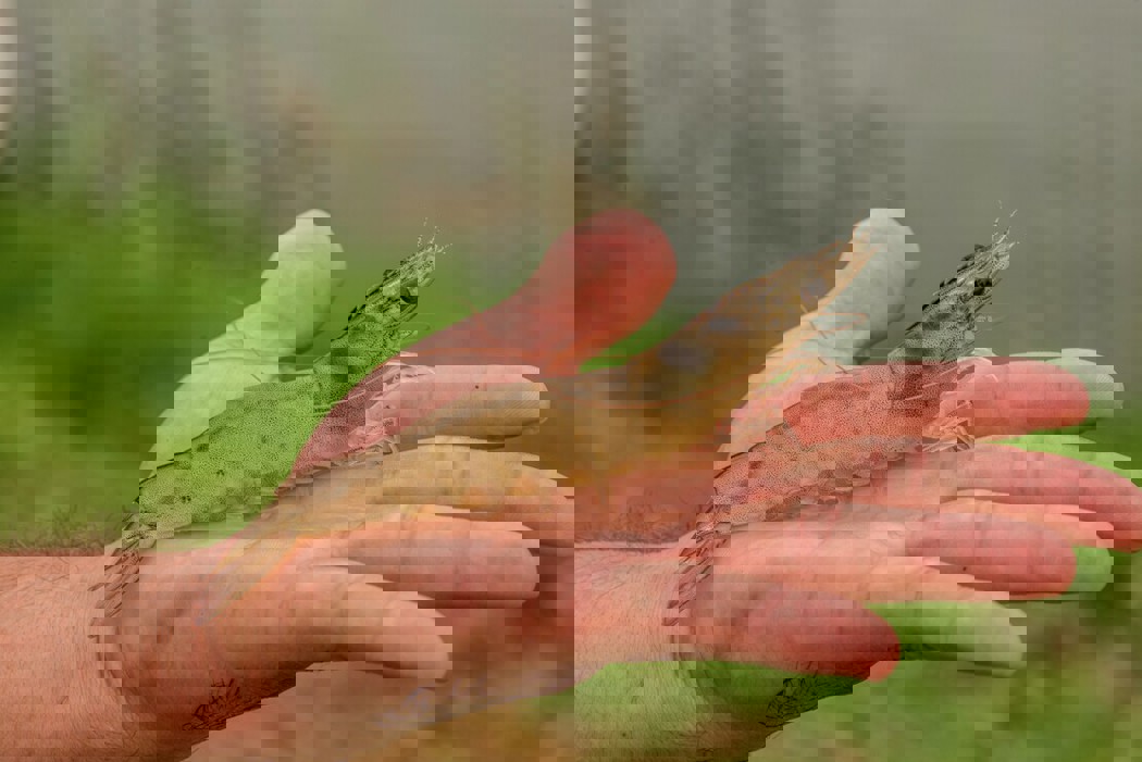 Shrimp in hand