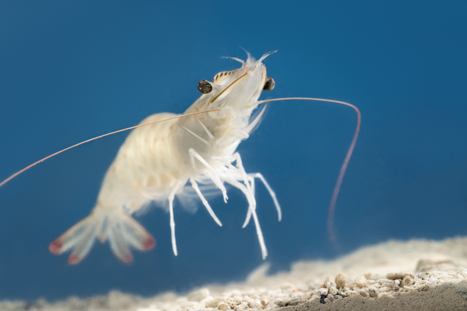 Whiteleg shrimp