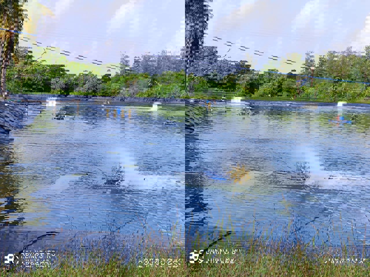 Shrimp culture, fish culture pond