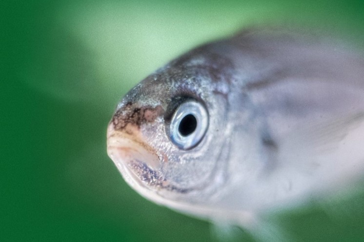 Blackspot sea bream close up in green water