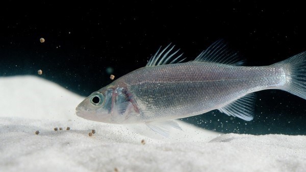 Underwater photo of a juvenile sea bass