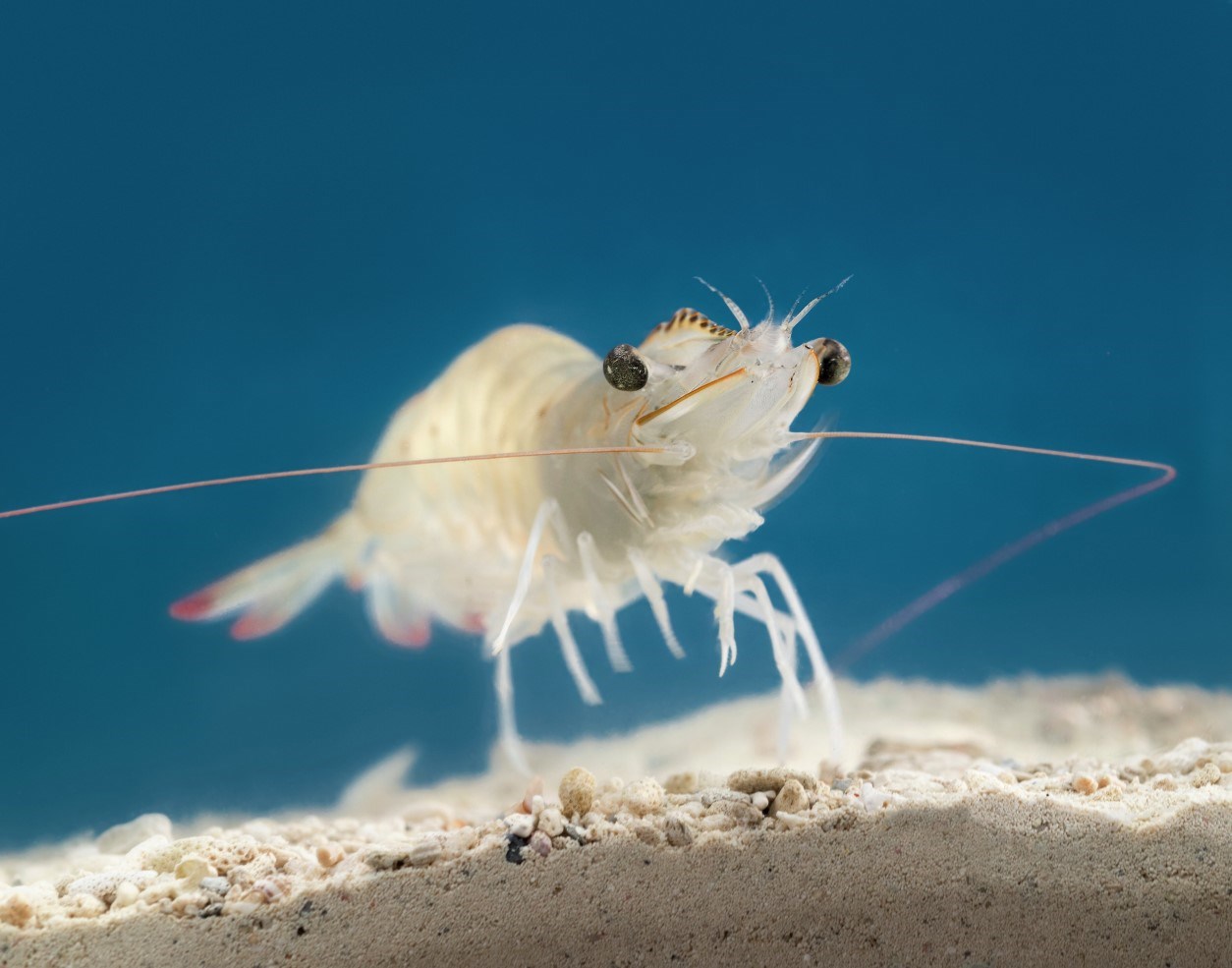 Whiteleg shrimp closeup