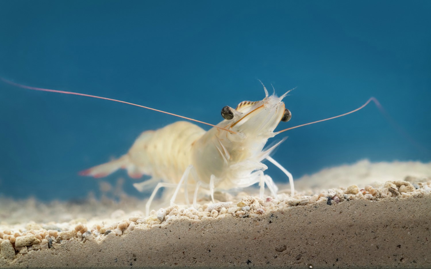 Whiteleg shrimp