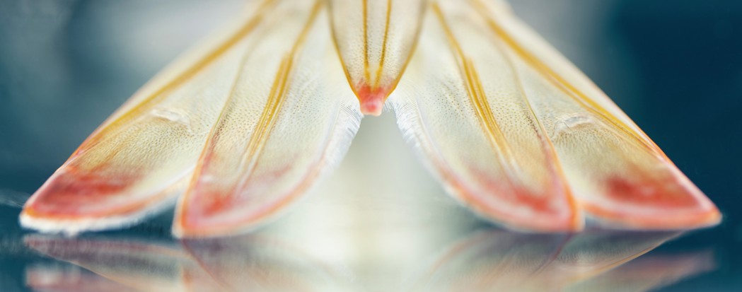 Whiteleg shrimp tail