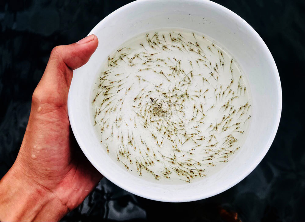 Dinh dưỡng giai đoạn giống có ảnh hưởng đến giai đoạn thương phẩm TTCT?