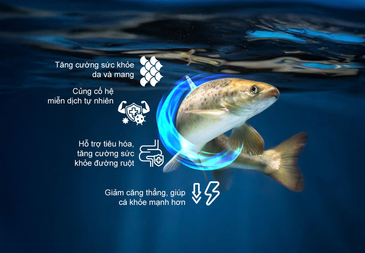 DA CÁ – LỚP PHÒNG VỆ ĐẦU TIÊN