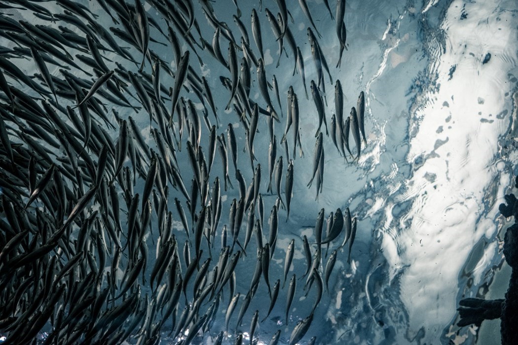 A stock image of a school of fish