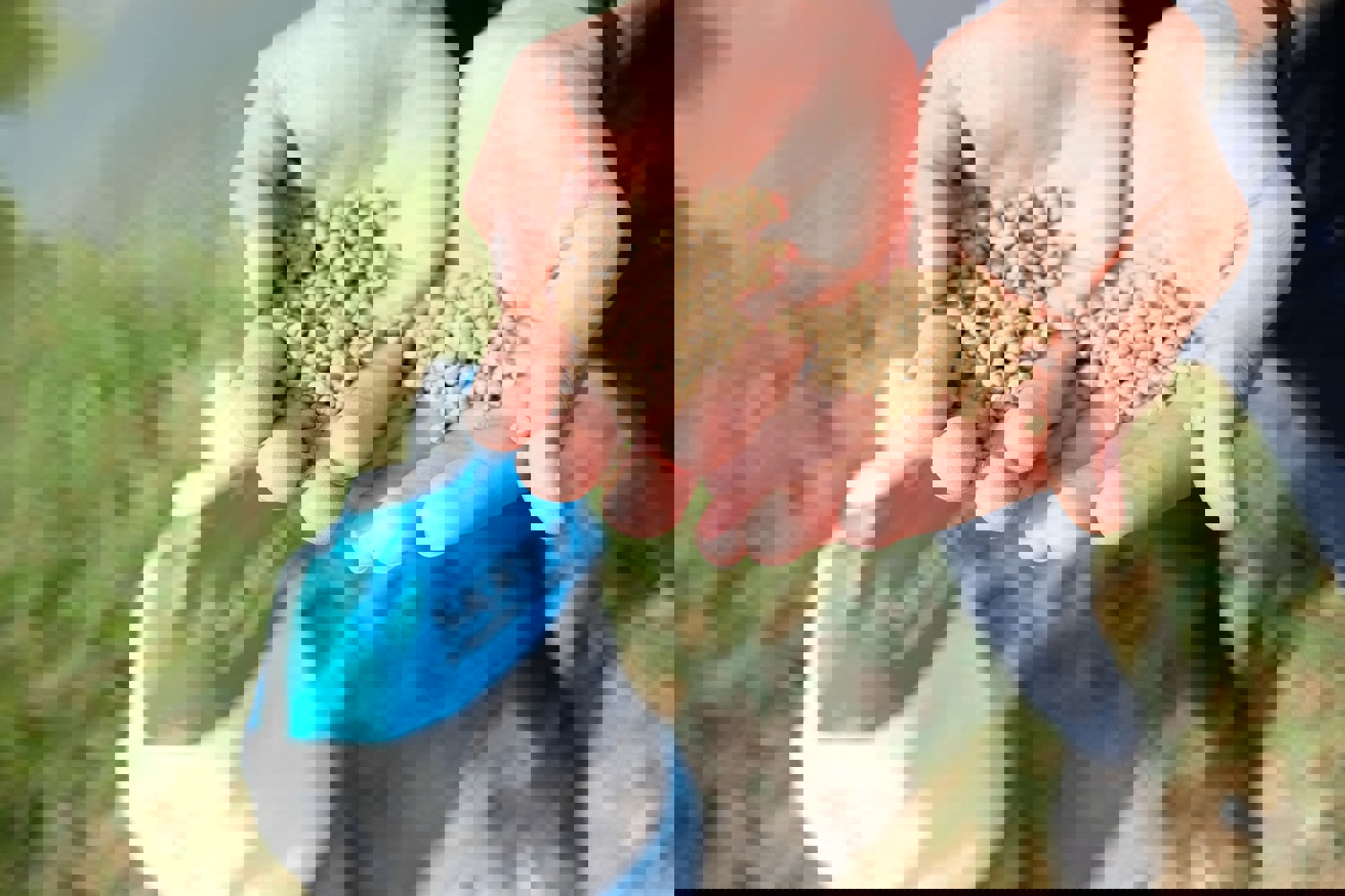 Feed in hand in Egypt