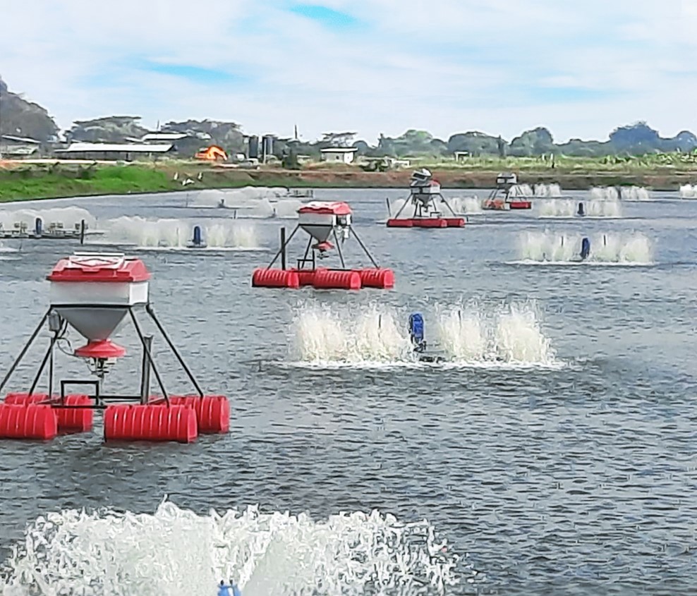 Shrimp farm in Equador