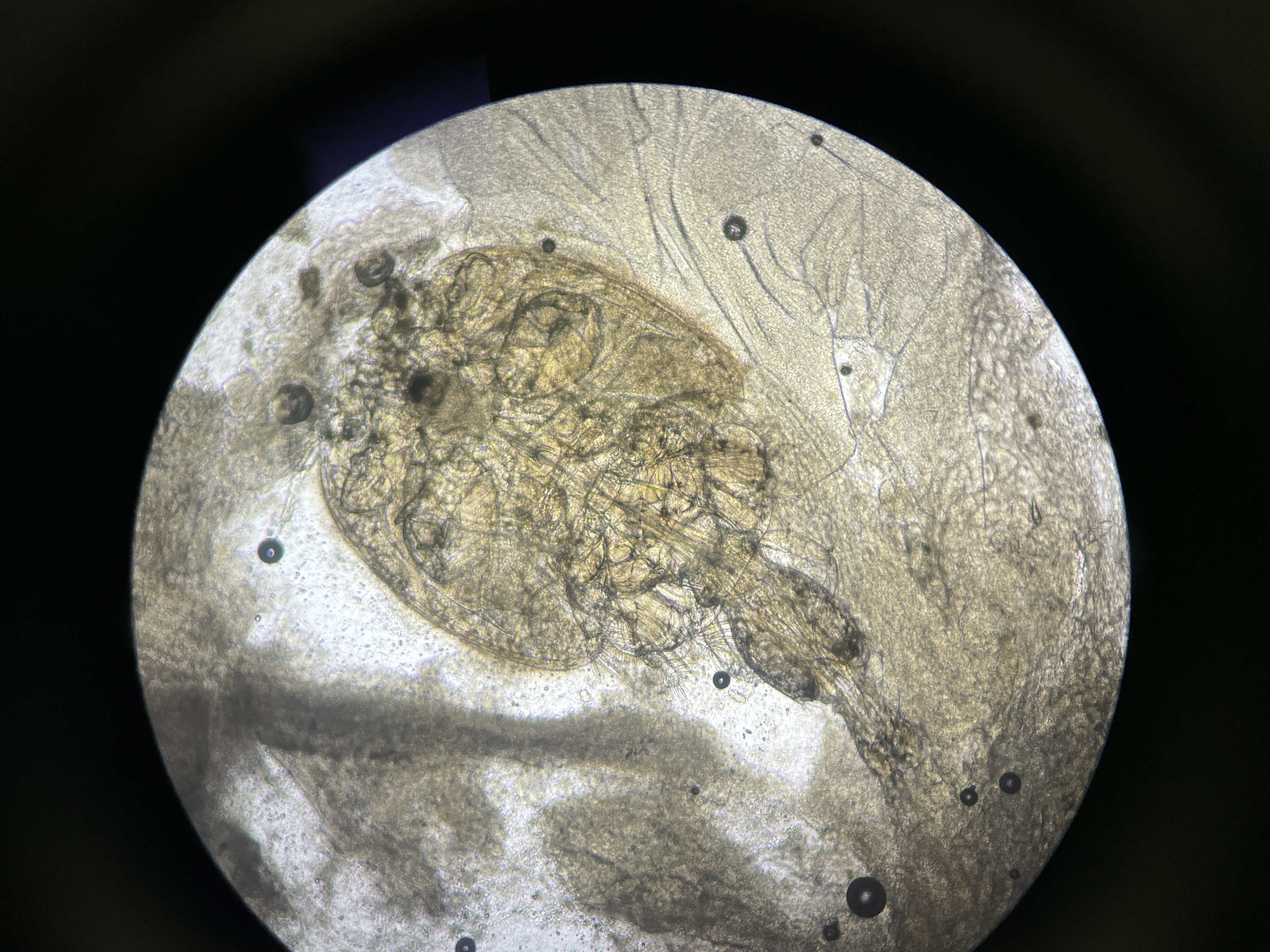 Copepod Crustacean Parasitosis