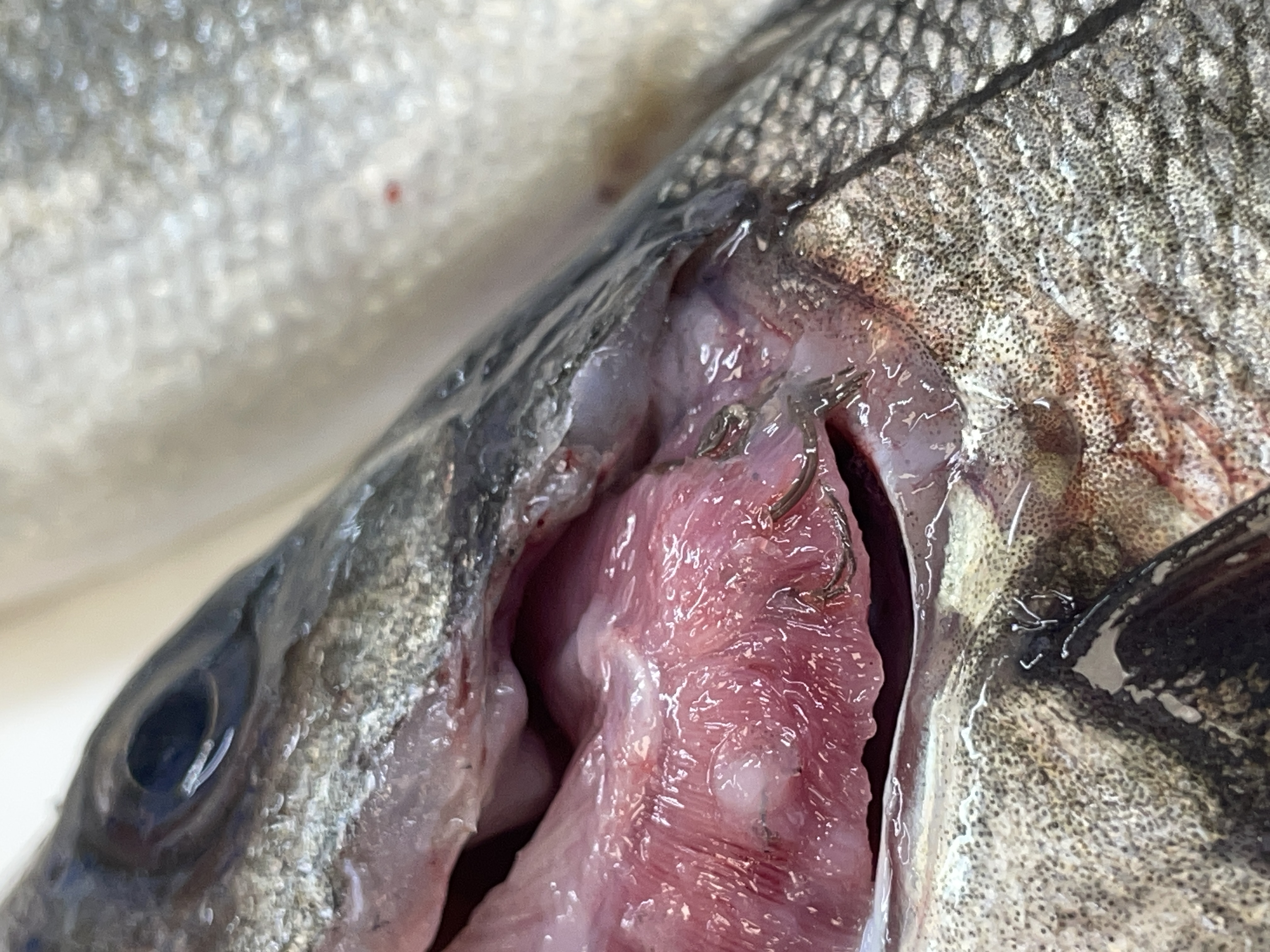 Copepod Crustacean Parasitosis