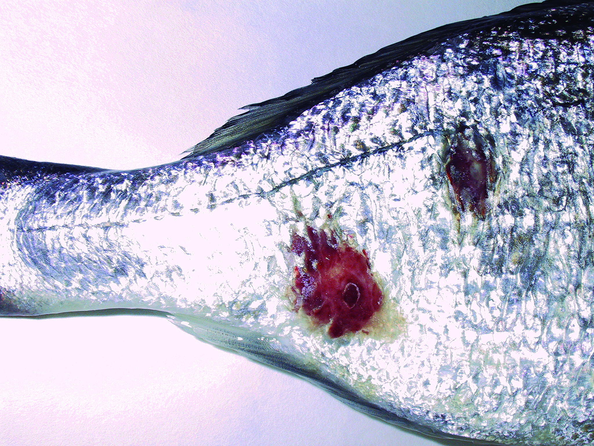 Cutaneous Ulcerative Rash - “Red Spot Syndrome”