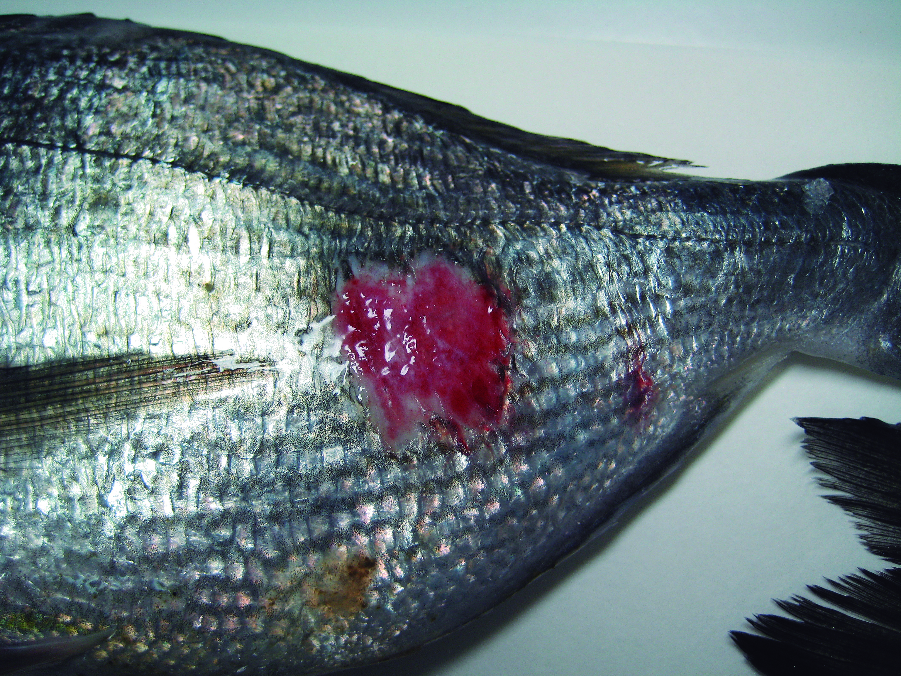 Cutaneous Ulcerative Rash - “Red Spot Syndrome”