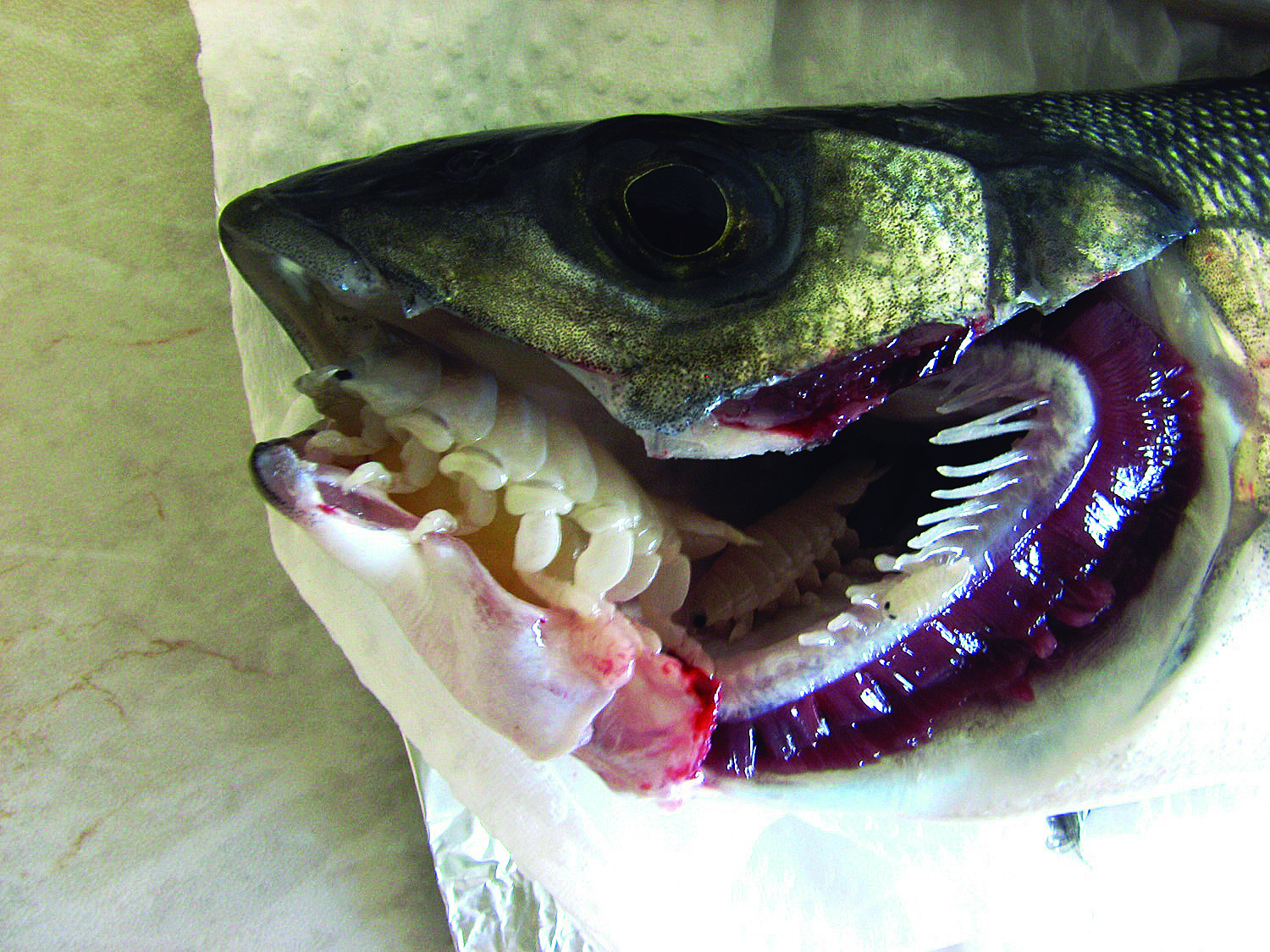 Isopod Crustacean Parasites