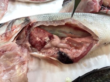 Lactococcosis