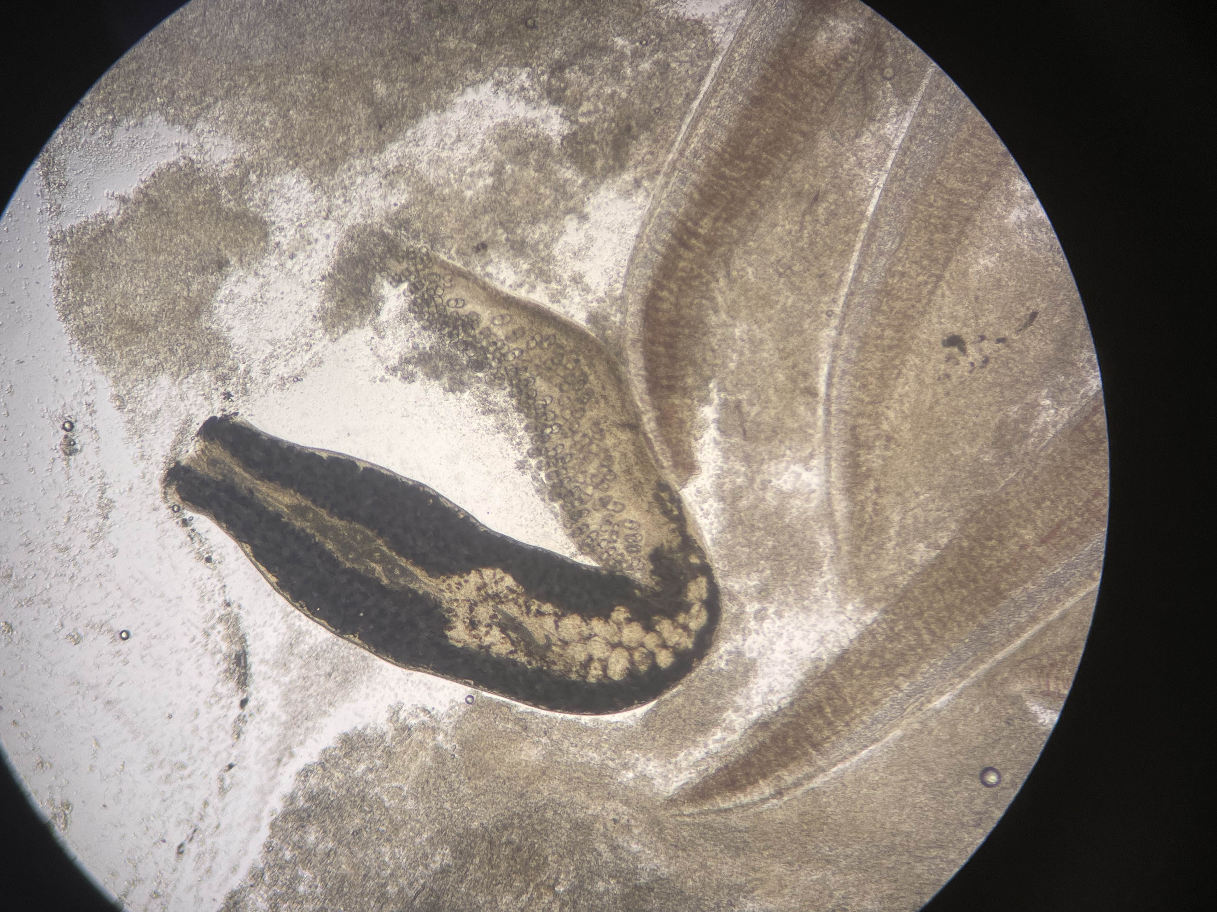 Monogean parasitosis